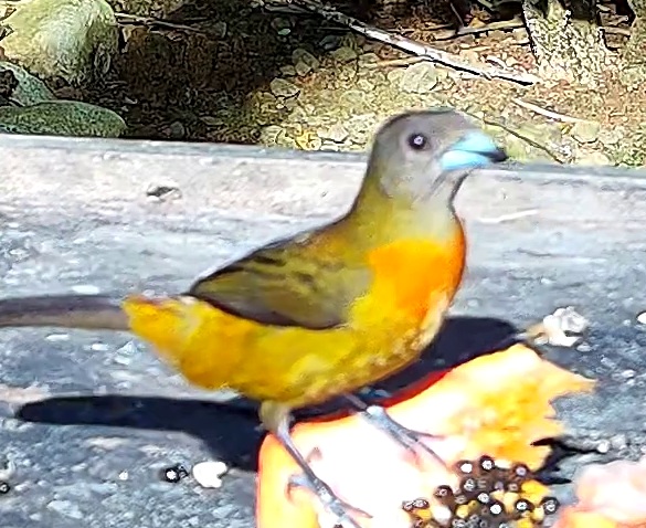 Tangara flamboyant