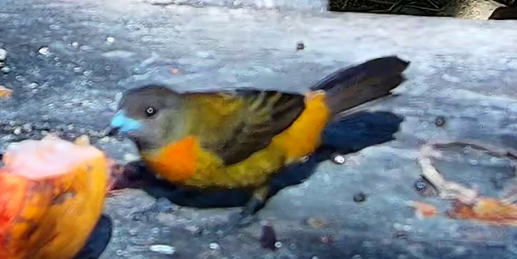Tangara flamboyant
