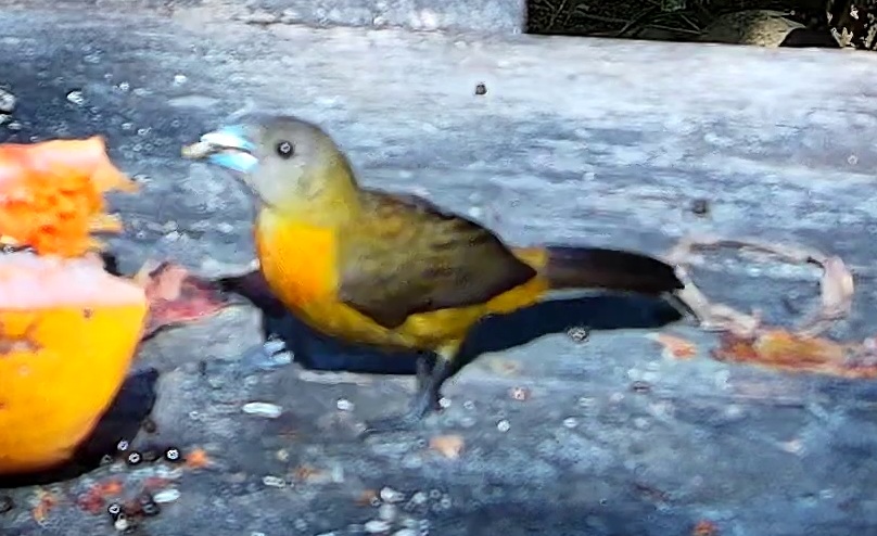 Tangara flamboyant
