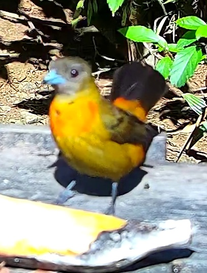 Tangara flamboyant