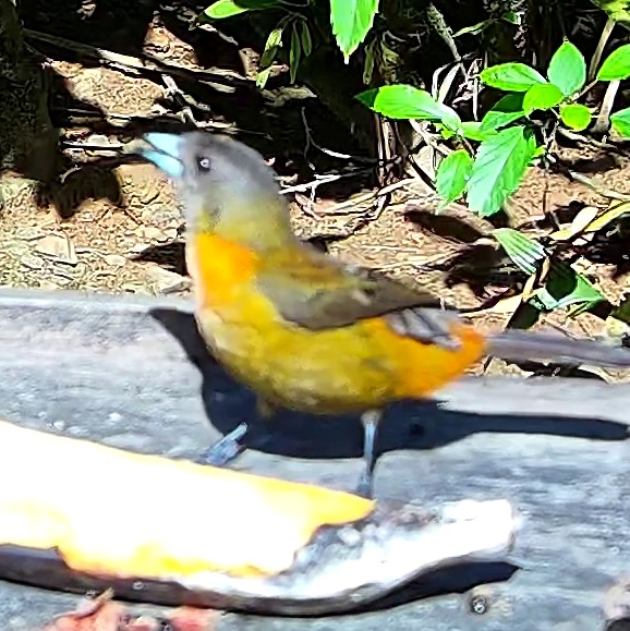Tangara flamboyant