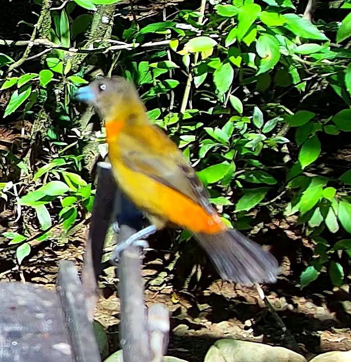 Tangara flamboyant