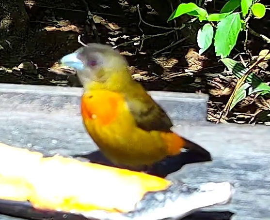 Tangara flamboyant