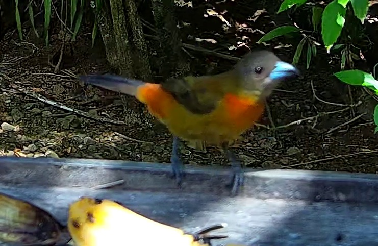 Tangara à dos rouge
