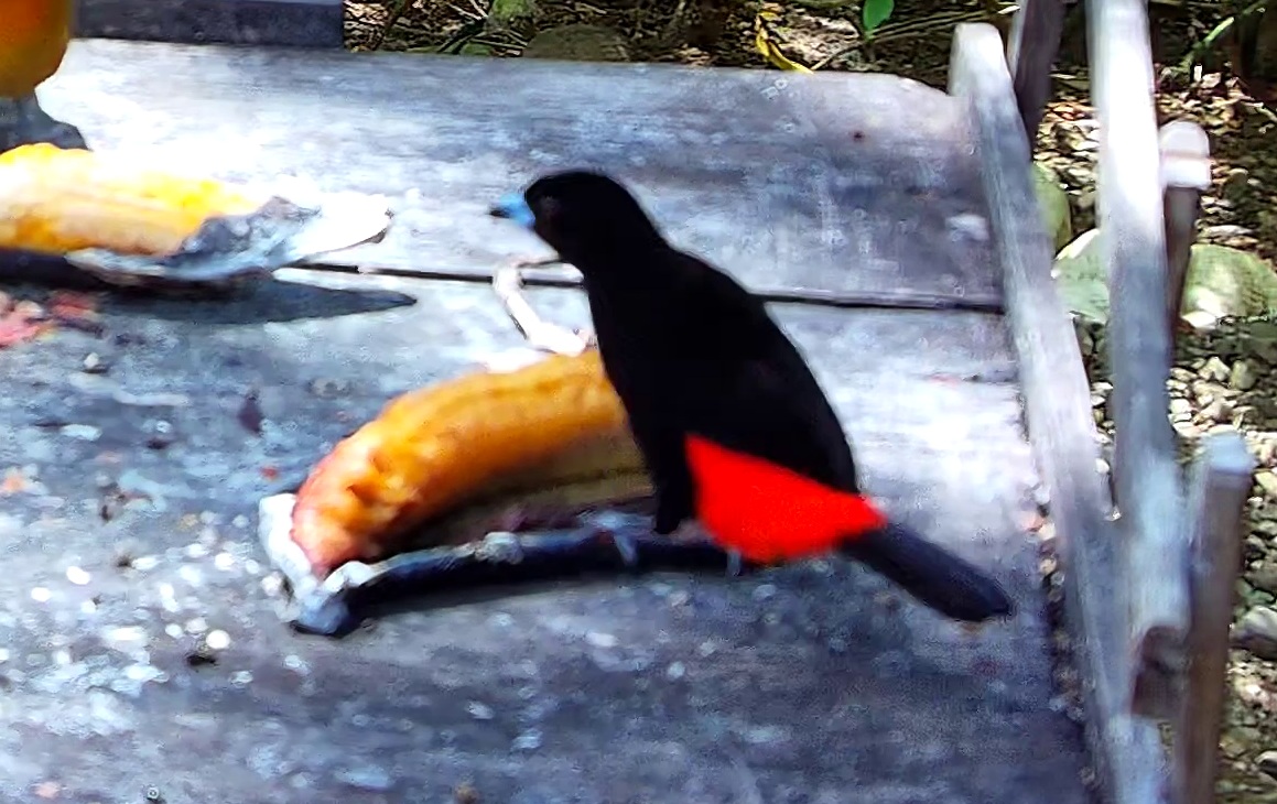 Tangara à dos rouge