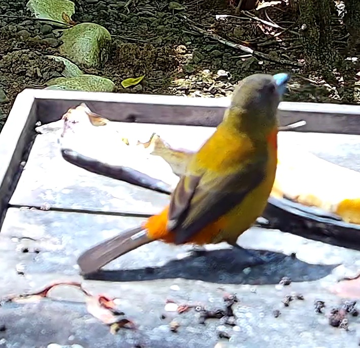 Tangara flamboyant