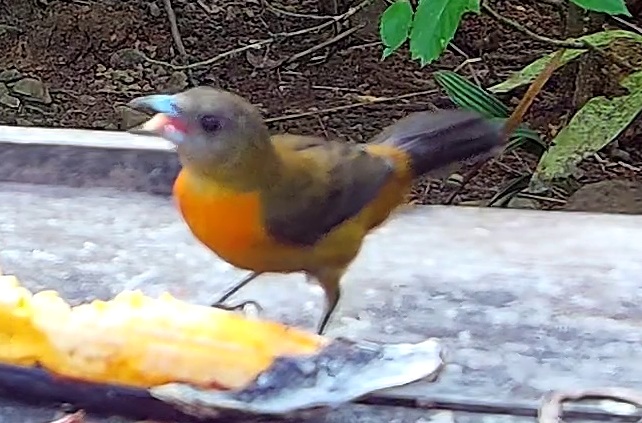 Tangara flamboyant