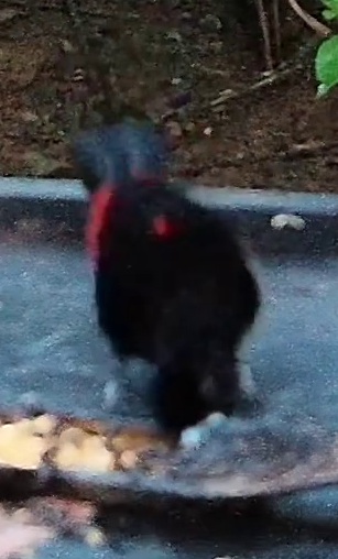 Tangara à dos rouge