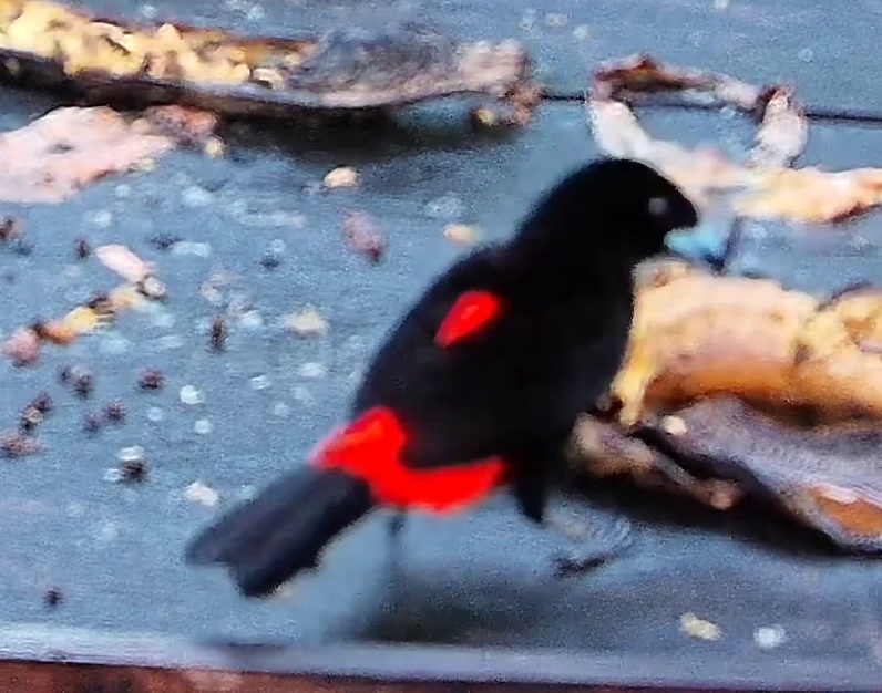 Tangara à croupion rouge