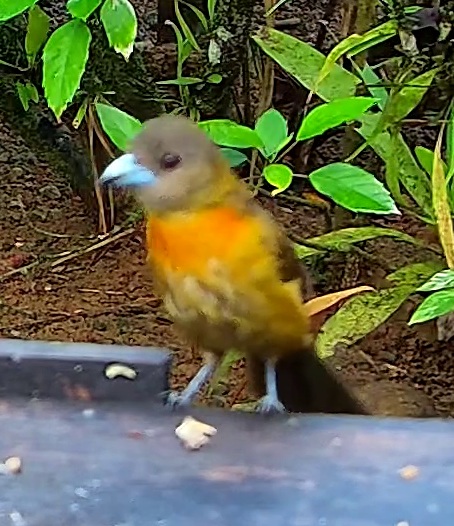 Tangara flamboyant