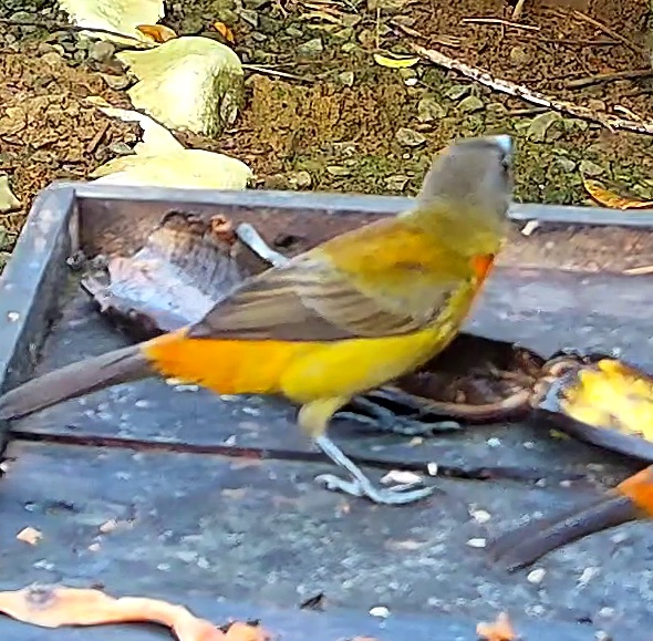 Tangara flamboyant