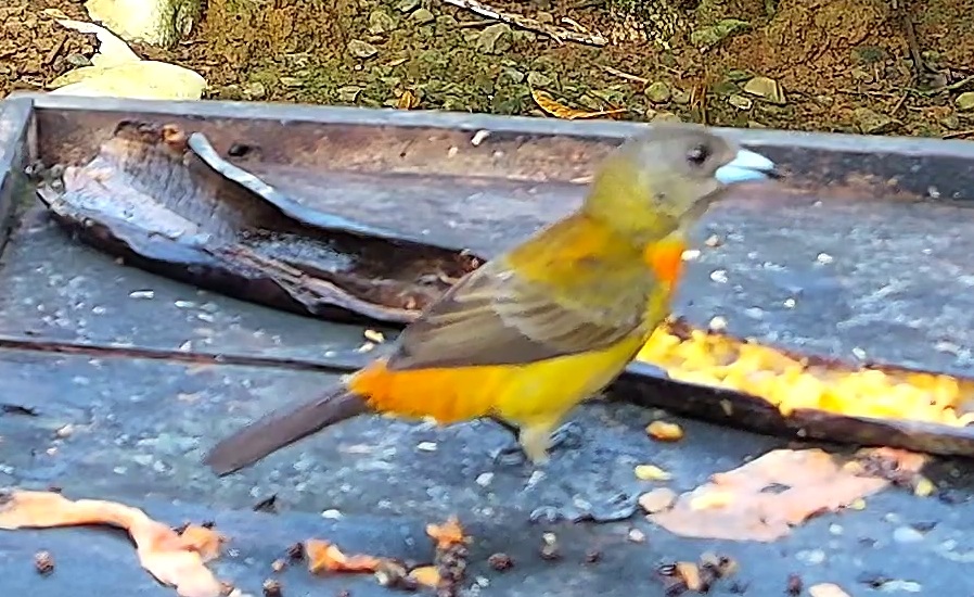 Tangara flamboyant