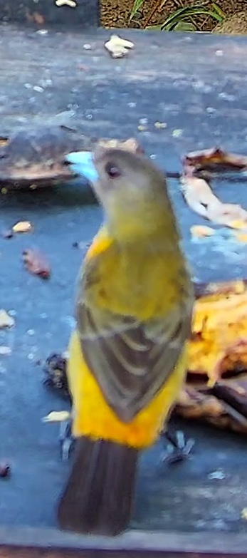 Tangara flamboyant