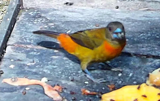 Tangara flamboyant