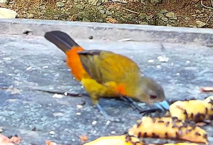 Tangara flamboyant