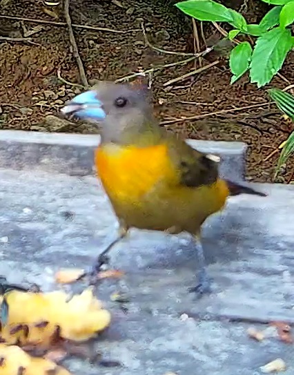 Tangara flamboyant
