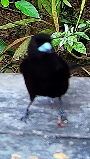 Tangara à dos rouge