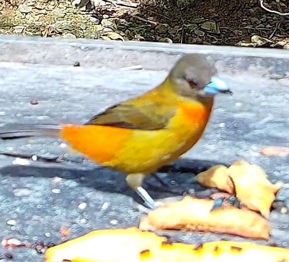 Tangara flamboyant