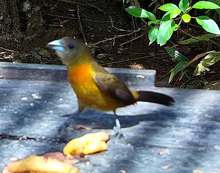 Tangara flamboyant