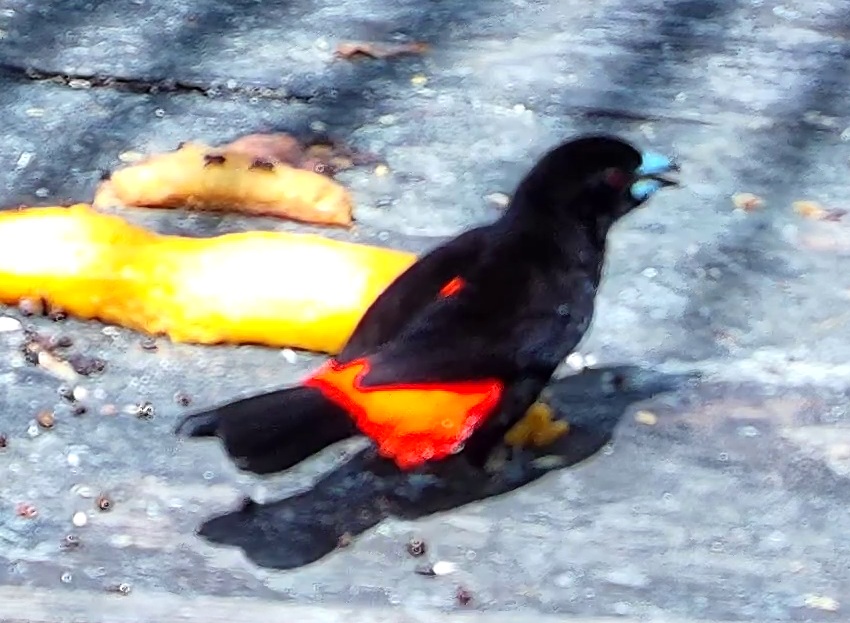 Tangara à croupion rouge