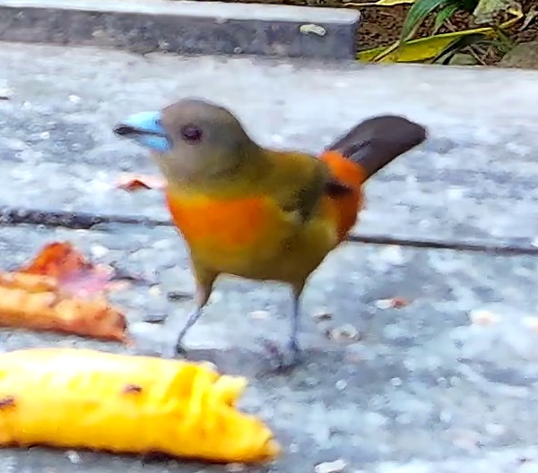 Tangara à dos rouge