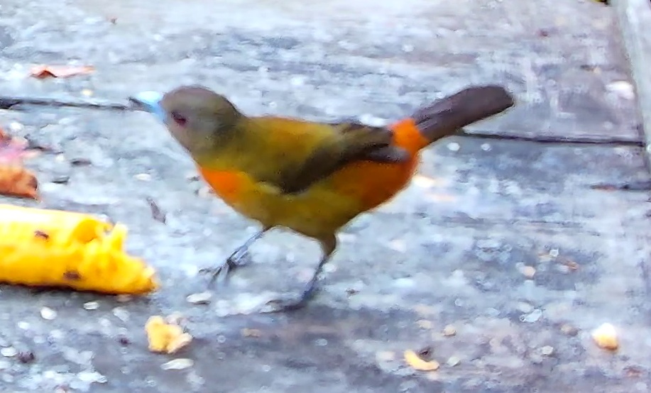 Tangara à croupion rouge