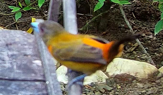 Tangara flamboyant