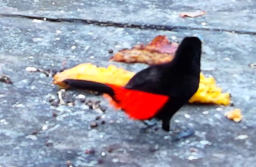Tangara flamboyant