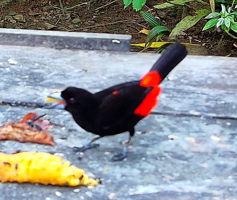 Tangara flamboyant