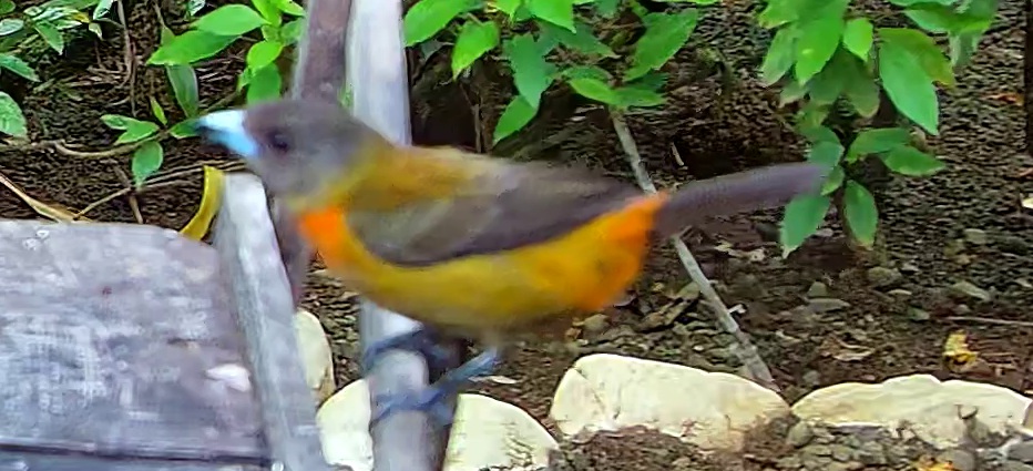 Tangara flamboyant