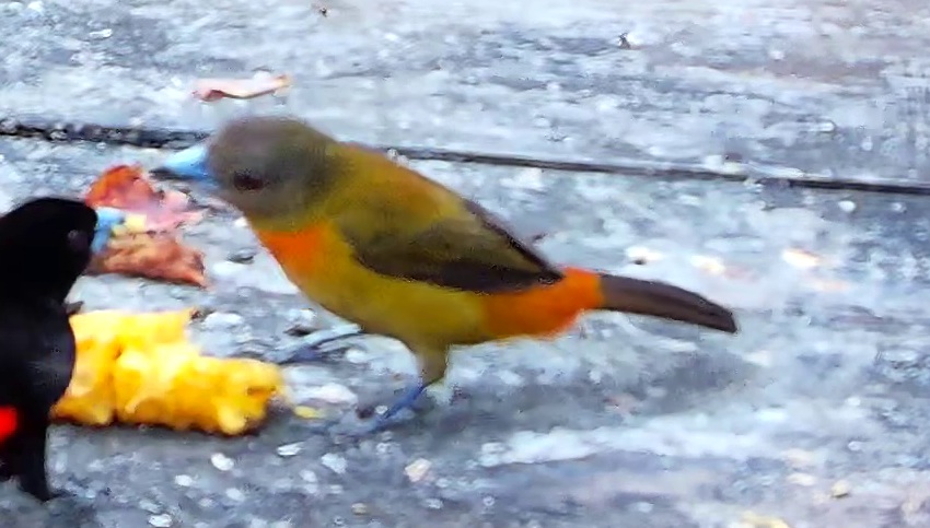 Tangara flamboyant
