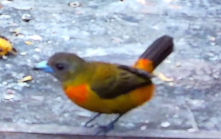 Tangara flamboyant