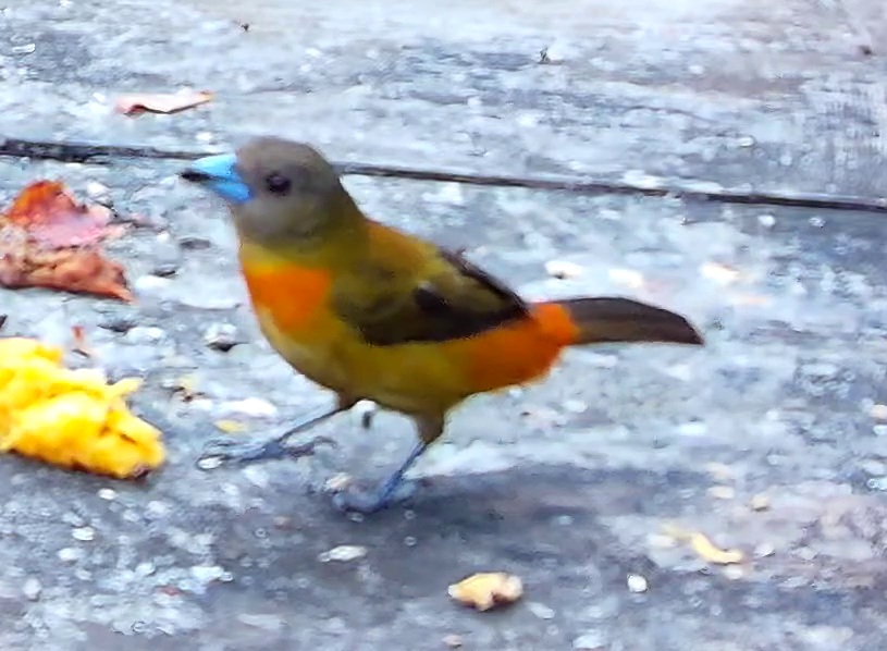 Tangara flamboyant