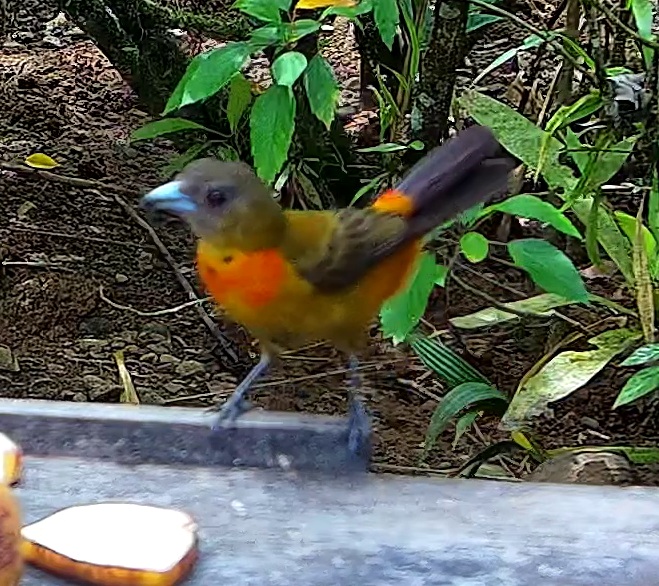 Tangara flamboyant