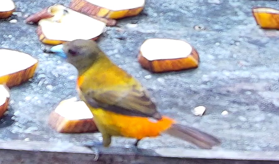 Tangara flamboyant