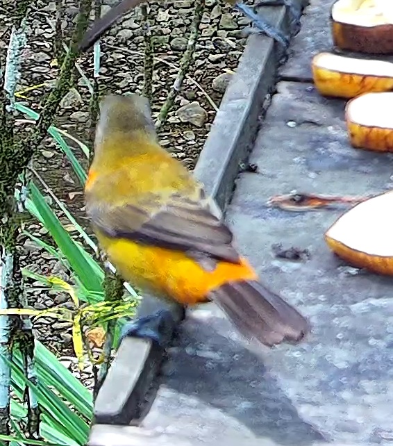 Tangara flamboyant