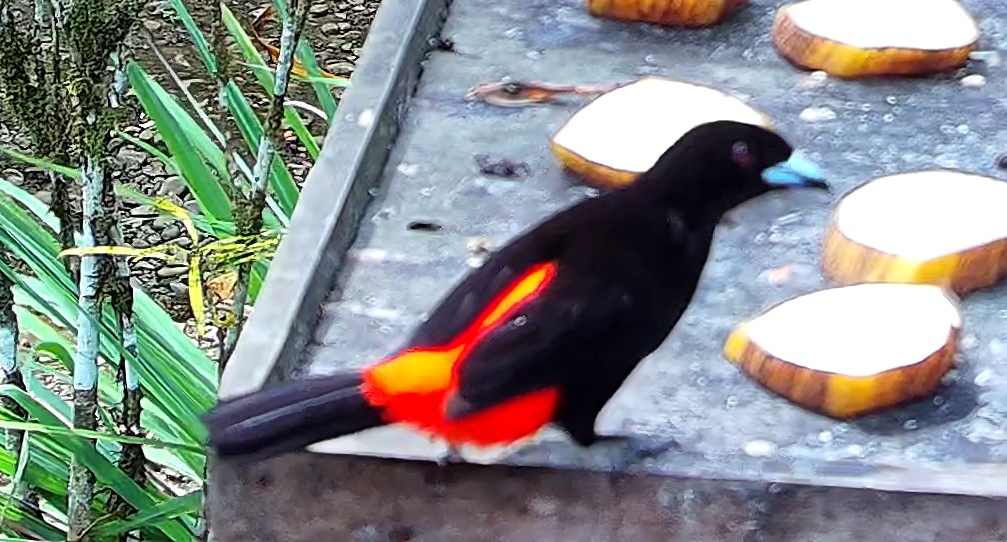 Tangara flamboyant