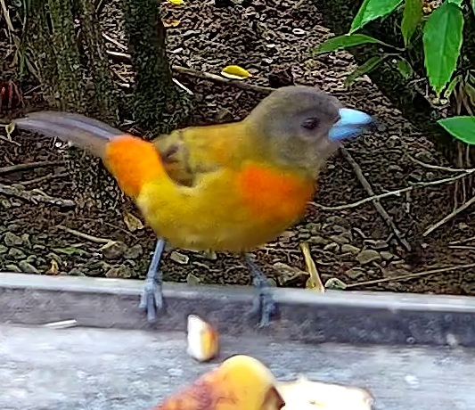 Tangara flamboyant