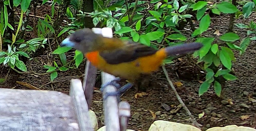 Tangara flamboyant