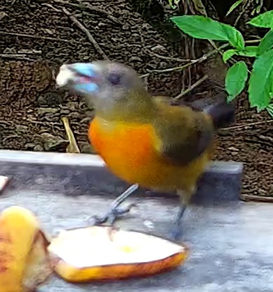 Tangara flamboyant