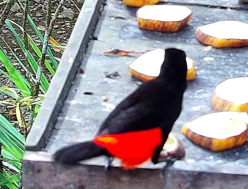 Tangara flamboyant