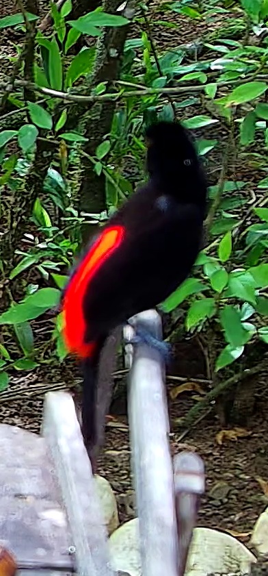 Tangara flamboyant