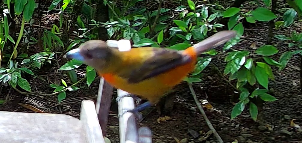 Tangara flamboyant