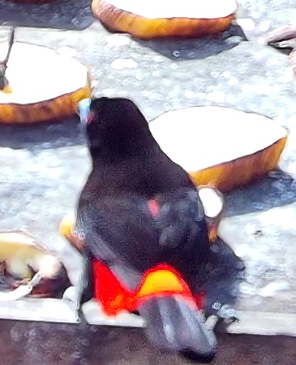 Tangara flamboyant