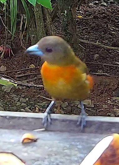 Tangara à dos rouge