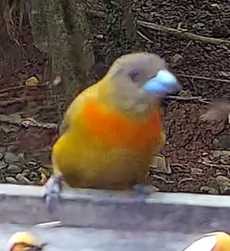 Tangara flamboyant