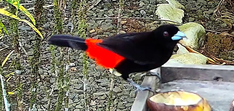 Tangara à croupion rouge