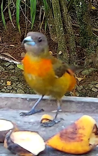 Tangara flamboyant