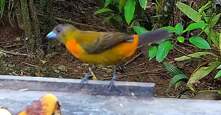 Tangara flamboyant