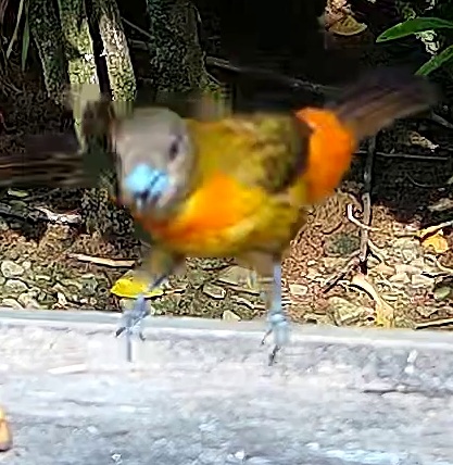Tangara flamboyant